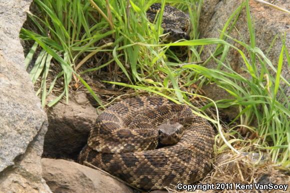 Southern Pacific Rattlesnake (Crotalus oreganus helleri)