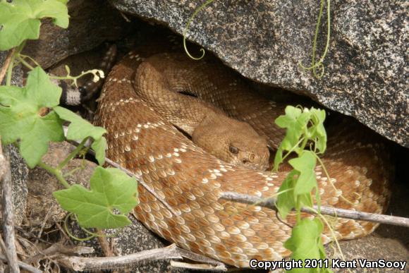 Red Diamond Rattlesnake (Crotalus ruber)