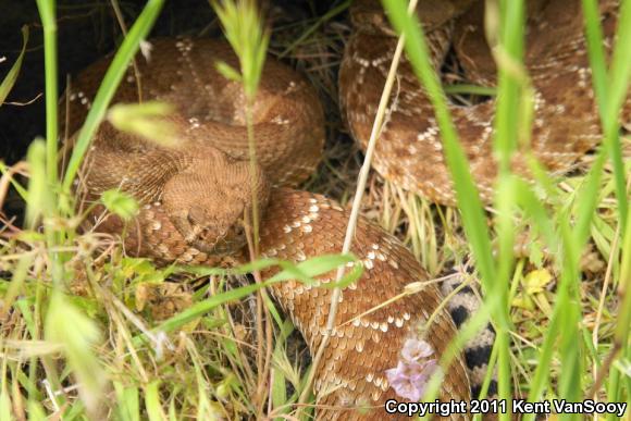 Red Diamond Rattlesnake (Crotalus ruber)