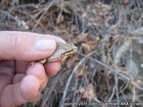 Baja California Treefrog (Pseudacris hypochondriaca)