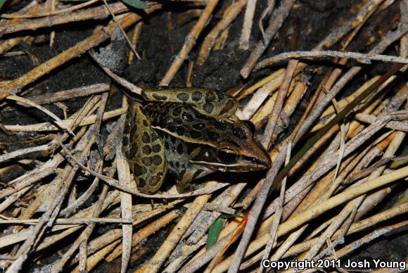 Florida Leopard Frog (Lithobates sphenocephalus sphenocephalus)