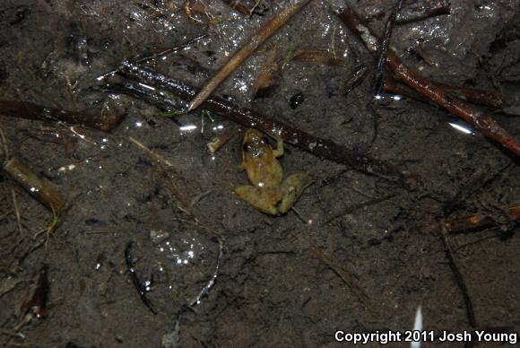 Florida Cricket Frog (Acris gryllus dorsalis)