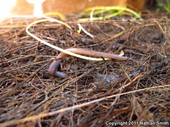 Garden Slender Salamander (Batrachoseps major major)