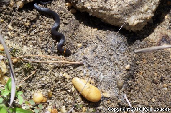 Southern Ring-necked Snake (Diadophis punctatus punctatus)