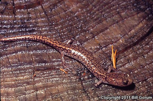 Sacramento Mountains Salamander (Aneides hardii)