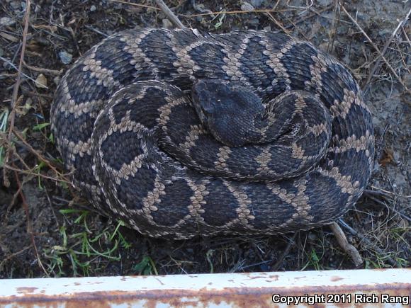 Southern Pacific Rattlesnake (Crotalus oreganus helleri)