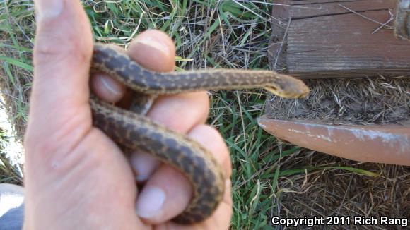 San Diego Gopher Snake (Pituophis catenifer annectens)