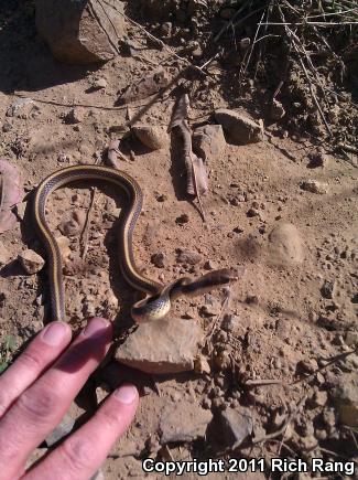 Coast Patch-nosed Snake (Salvadora hexalepis virgultea)