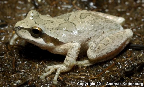 Sierran Treefrog (Pseudacris sierra)