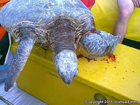 Green Sea Turtle (Chelonia mydas)