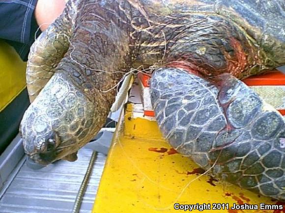 Green Sea Turtle (Chelonia mydas)