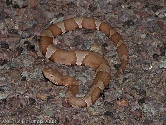 Trans-Pecos Copperhead (Agkistrodon contortrix pictigaster)