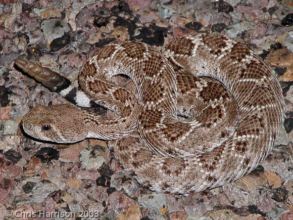 Western Diamond-backed Rattlesnake (Crotalus atrox)