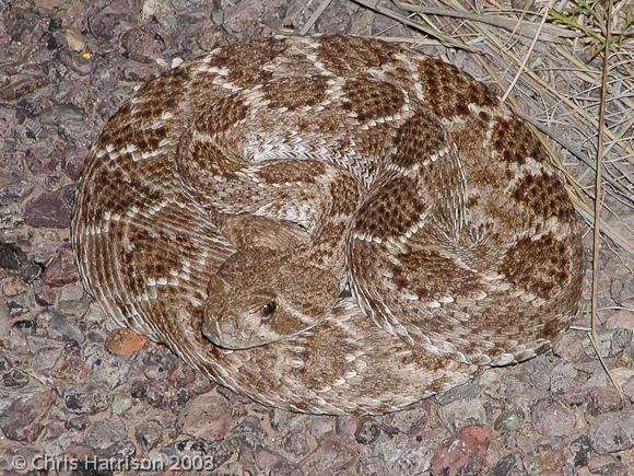 Western Diamond-backed Rattlesnake (Crotalus atrox)