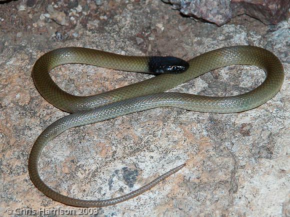 Trans-pecos Black-headed Snake (Tantilla cucullata)