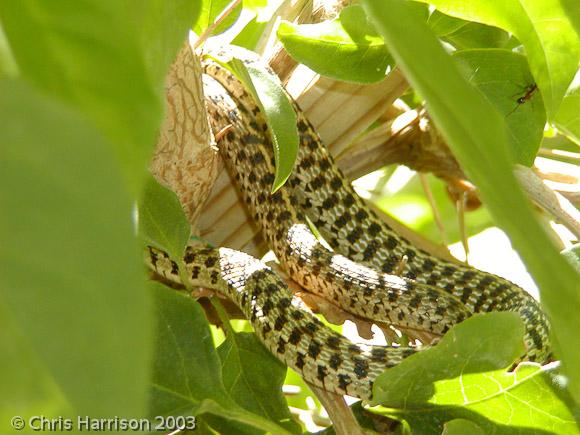 Checkered Gartersnake (Thamnophis marcianus marcianus)