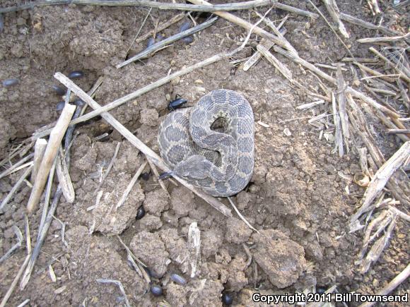 Southern Pacific Rattlesnake (Crotalus oreganus helleri)