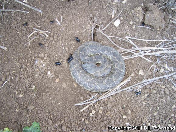 Southern Pacific Rattlesnake (Crotalus oreganus helleri)