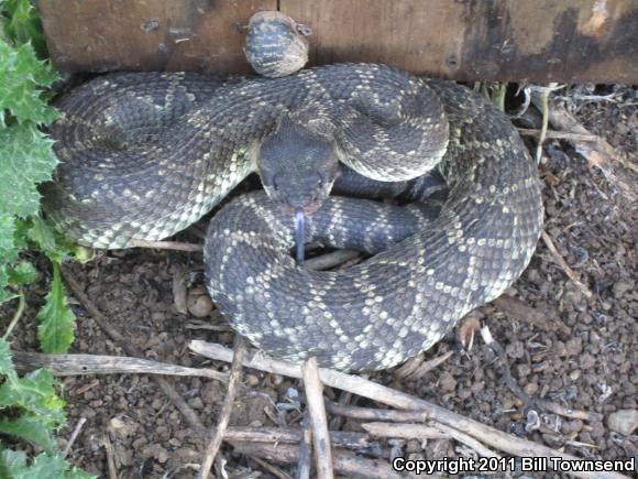 Southern Pacific Rattlesnake (Crotalus oreganus helleri)