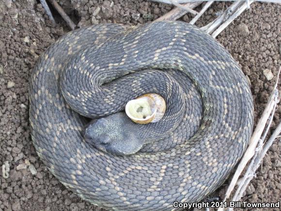 Southern Pacific Rattlesnake (Crotalus oreganus helleri)