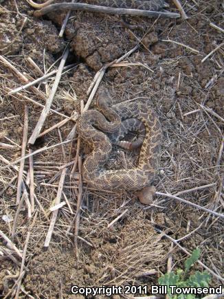 Southern Pacific Rattlesnake (Crotalus oreganus helleri)