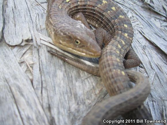 San Diego Alligator Lizard (Elgaria multicarinata webbii)