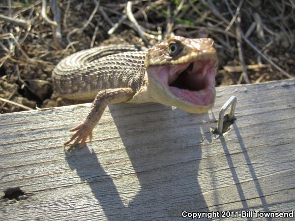 San Diego Alligator Lizard (Elgaria multicarinata webbii)