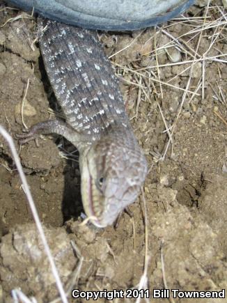 San Diego Alligator Lizard (Elgaria multicarinata webbii)