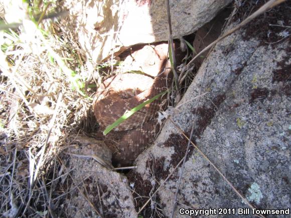 Red Diamond Rattlesnake (Crotalus ruber)