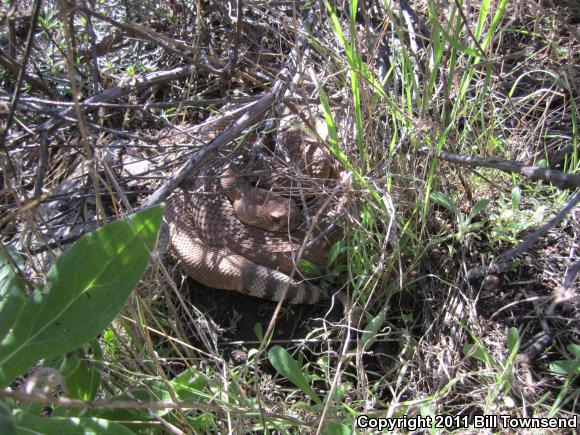 Red Diamond Rattlesnake (Crotalus ruber)