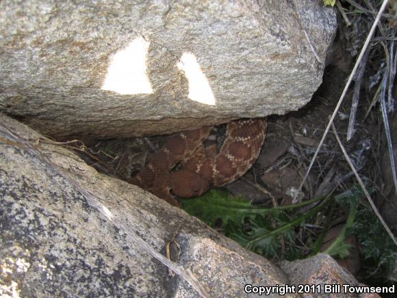 Red Diamond Rattlesnake (Crotalus ruber)