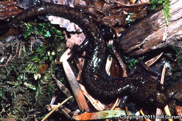 Sacramento Mountains Salamander (Aneides hardii)