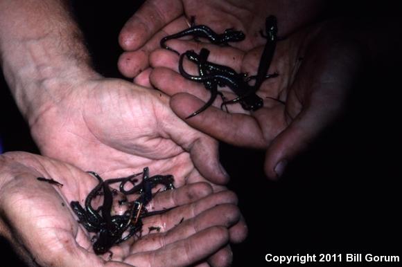 Sacramento Mountains Salamander (Aneides hardii)