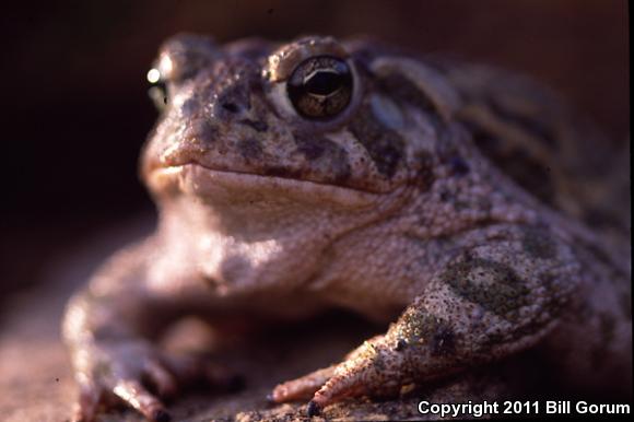 Great Plains Toad (Anaxyrus cognatus)