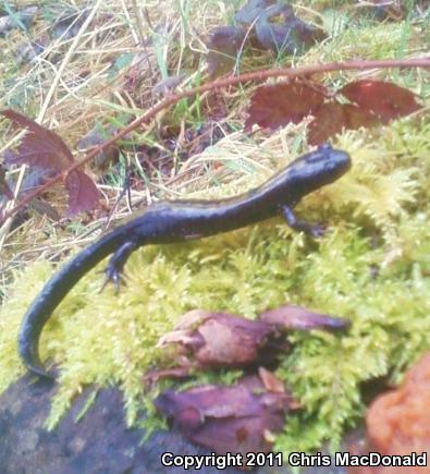 Western Long-toed Salamander (Ambystoma macrodactylum macrodactylum)