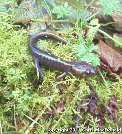 Northwestern Salamander (Ambystoma gracile)