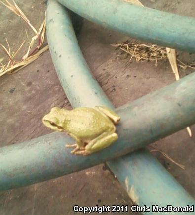 Northern Pacific Treefrog (Pseudacris regilla)