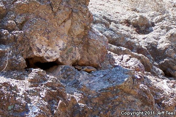 Common Chuckwalla (Sauromalus ater)