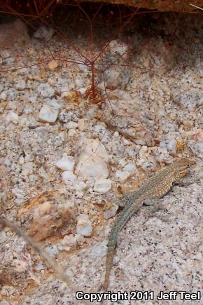 Western Side-blotched Lizard (Uta stansburiana elegans)