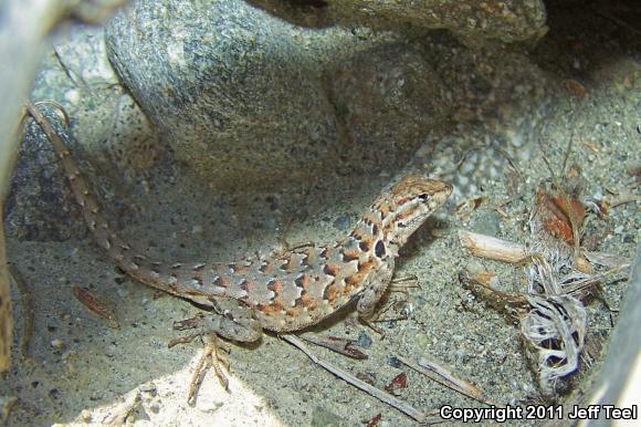 Western Side-blotched Lizard (Uta stansburiana elegans)