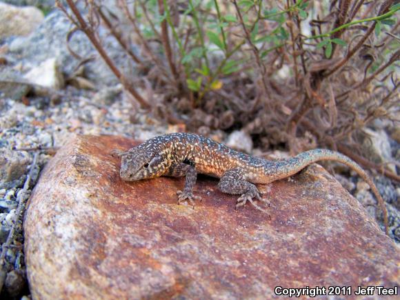 Western Side-blotched Lizard (Uta stansburiana elegans)