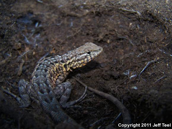 Western Side-blotched Lizard (Uta stansburiana elegans)