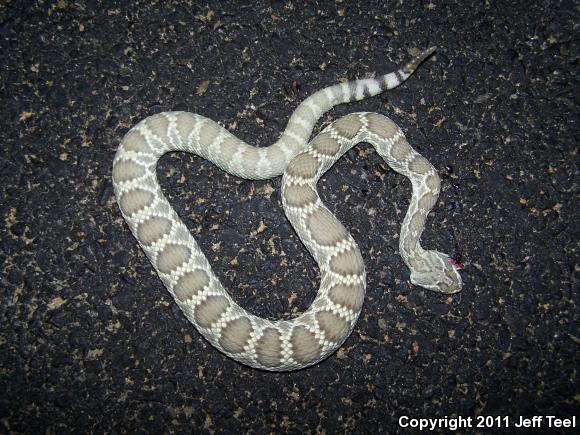 Mohave Rattlesnake (Crotalus scutulatus scutulatus)