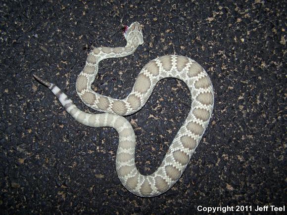 Mohave Rattlesnake (Crotalus scutulatus scutulatus)