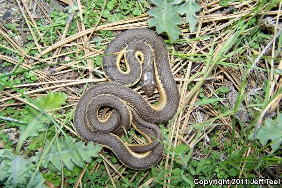 Two-striped Gartersnake (Thamnophis hammondii)