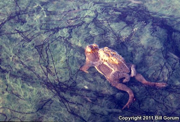 Woodhouse's Toad (Anaxyrus woodhousii)