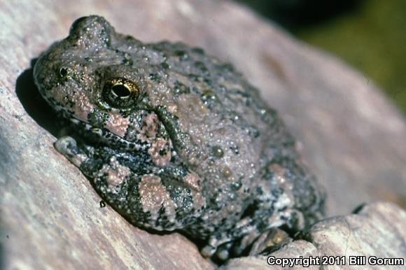 Canyon Treefrog (Hyla arenicolor)