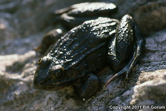 Chiricahua Leopard Frog (Lithobates chiricahuensis)