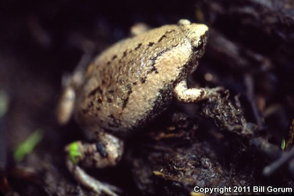 Eastern Narrow-mouthed Toad (Gastrophryne carolinensis)