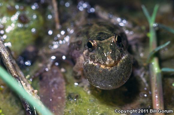 Eastern Cricket Frog (Acris crepitans crepitans)